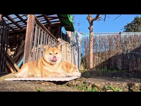 2026年4月15日(水) 春のひだまりとお風呂マットでつくる春の柴犬ホイホイ サムネイル