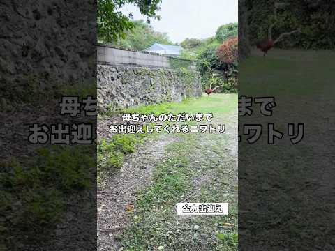 鶏って可愛すぎる。 鶏 ニワトリ 鳥 shorts サムネイル