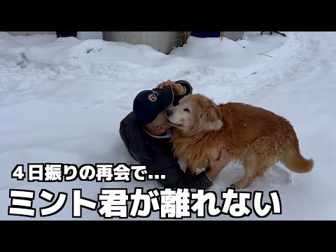 【４日ぶりの再会】１２歳ミント君がパパから離れなくなりました サムネイル