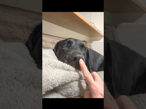 恐怖の唸るラブラドール！ サムネイル