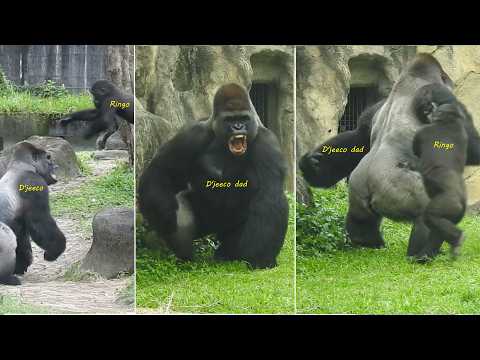 Gorilla D'jeeco family炎熱開門自由進出/Jabali踼拍鐵門。Ringo大叫/Ringo追.飛撲…