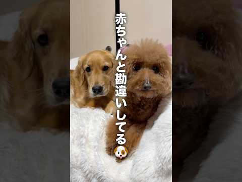 赤ちゃんと勘違いして毛繕いをする犬...!?【ゴールデンレトリバー・ボーダーコリー】shorts サムネイル