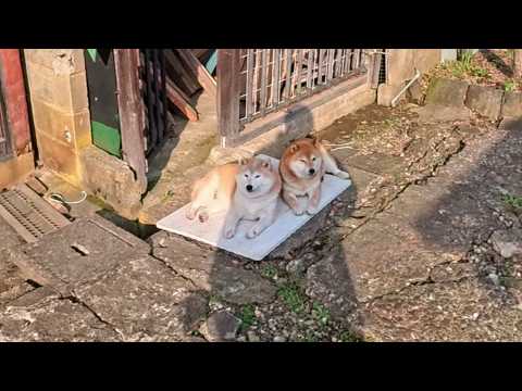 仲良くきっちりバスマットに収まってる親子 サムネイル