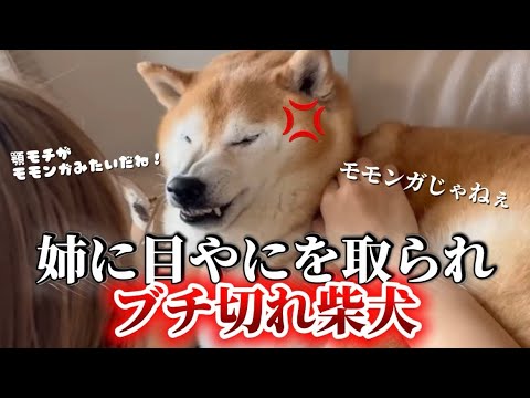 柴犬福 姉に目やに取ってもらう時の柴犬の顔🤣【リニューアル】Sister and Shiba Inu🤣 サムネイル