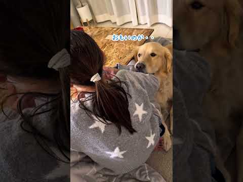 姉から片時も離れないゴールデンレトリバー ゴールデンレトリバー 大型犬のいる生活 goldenretreiver サムネイル