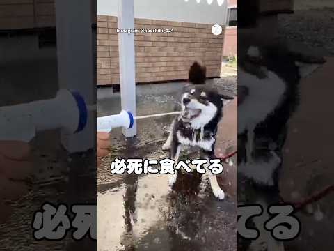 必死に水を食べる柴犬、水遊びが豪快すぎた😂　柴犬　黒柴　犬　面白い　犬のいる暮らし サムネイル