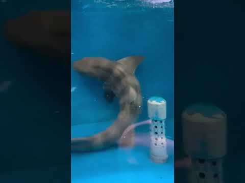【魚津水族館】ドチザメ🦈shorts サムネイル