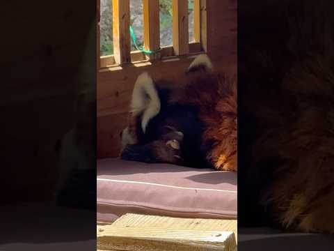 shorts 風太くん お外のバンガローでおやすみ😊　レッサーパンダ　千葉市動物公園にて　2026年4月19日 サムネイル