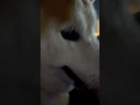 柴犬福 姉に褒められまくる体調万全柴犬🤣Sis and Shiba🤣姉と柴 shorts 柴犬 shibainu fu…