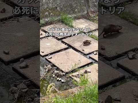 このあと母ヌートリアはちびヌートリアを置いて進んでいってたけどカラスに襲われてるのを見てUターンしてきてた ヌートリア… サムネイル