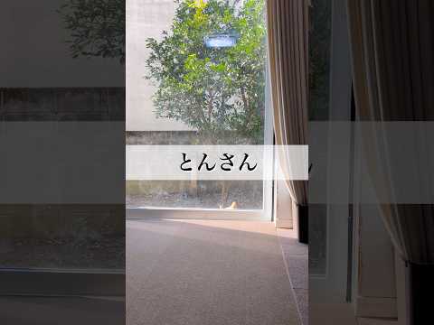 『とんの家から′26 稀有』　柴犬とん　柴犬 サムネイル