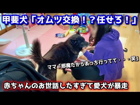 甲斐犬一休、どうしても赤ちゃんのお世話がしたくて・・・ サムネイル