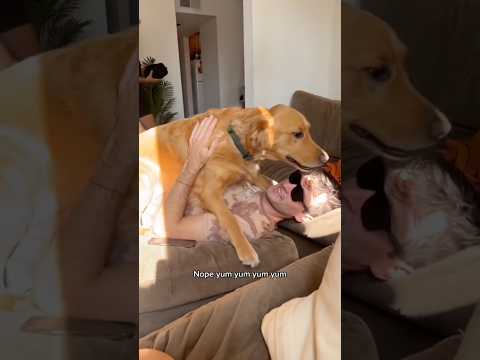 coming home to my golden retriever🥵 goldenretreiver dog ind… サムネイル