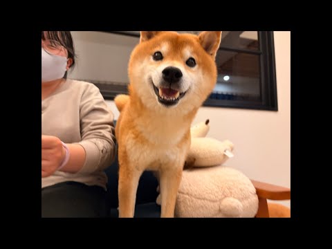 柴犬ハチがママ誕生日を祝っくれるそうです🎉 サムネイル