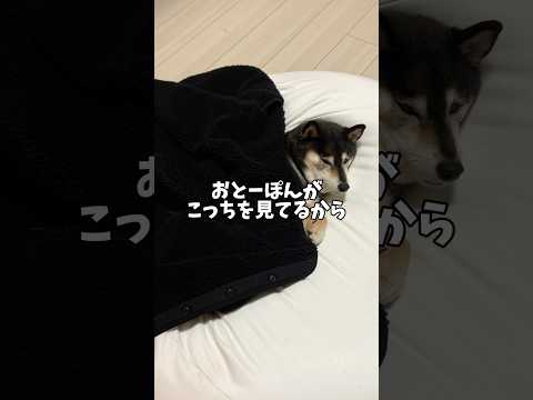黒柴が飼い主へ送ったサインの意味！ サムネイル