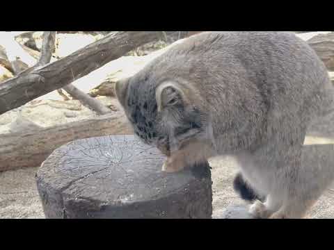 ナゴムくんのおやつタイム❣️ おやつは馬肉と鶏肉です♪ マヌルネコ　那須どうぶつ王国　2026年3月1日 サムネイル