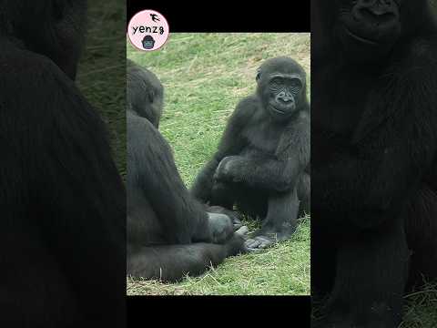 naughty Ringo 🤣 gorilla gorillatag taipeizoo 金剛猩猩 台北市立動物園 a…