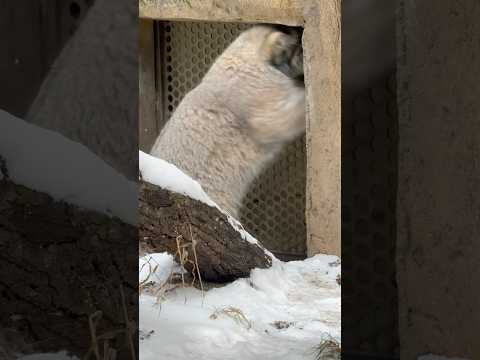 shorts ナゴムくん 担当飼育員さんが居た？☺️  マヌルネコ　那須どうぶつ王国にて　2026年1月9日 サムネイル