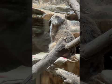 shorts プリームラちゃん 今バックヤードはどんな感じ☺️？マヌルネコ　上野動物園にて　2026年5月8日 サムネイル