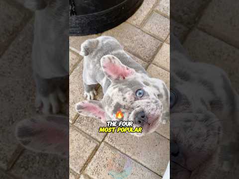 The 4 Most Popular French Bulldog Colors shorts dog pets do… サムネイル