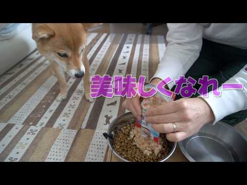 魔法のトロトロをかけたらよく食べる柴犬小夏 サムネイル