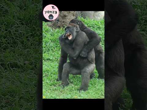 cutest brothers 💕 gorilla gorillatag taipeizoo 金剛猩猩 台北市立動物園… サムネイル