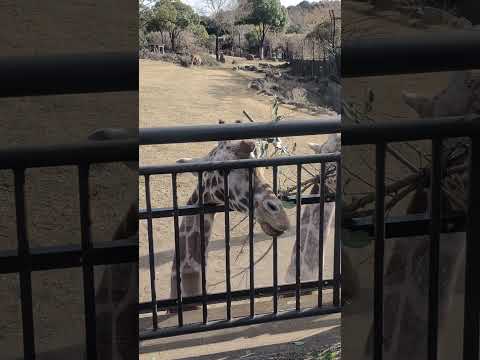 【よこはま動物園ズーラシア】モグモグ！ごはんタイム！キリン🦒🥕🍃　shorts サムネイル