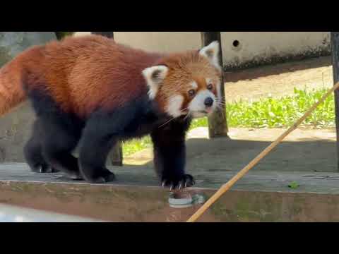 ひなたくんのまんまタイム　レッサーパンダ　大森山動物園にて　2026年6月27日