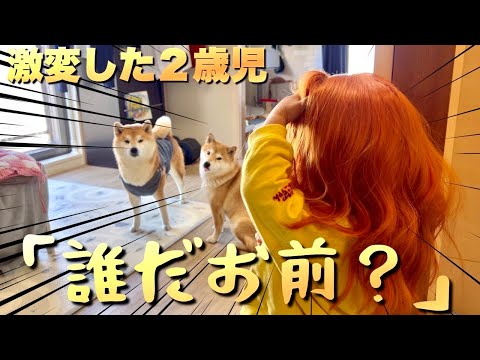 美容室に行き、２歳児が別人になって帰ってきたドッキリ！柴犬の反応 サムネイル