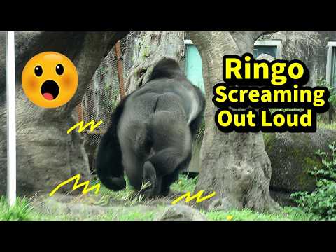 Gorilla Ringo Screaming Out Loud, D'jeeco rushed to check i…
