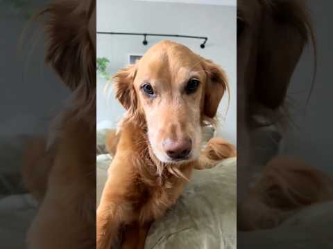 coming home to my golden retriever🥵 goldenretreiver dog ind… サムネイル