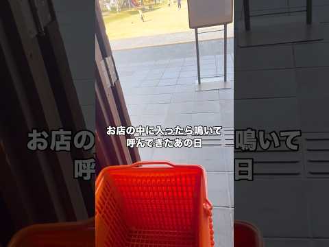 店内に入ったら鳴いて呼んでた。初めて君に出会った日のこと。保護猫 野良猫 子猫 黒猫 サムネイル