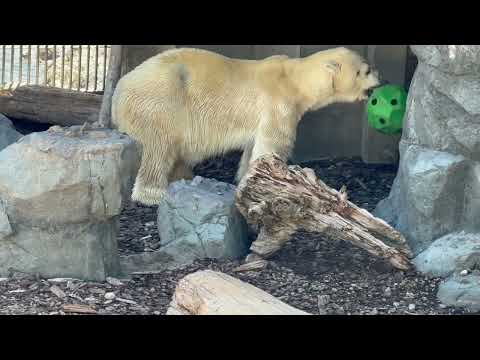 もうゴハン残って無いカナ〜　豪太くんの  ホッキョクグマガイド　男鹿水族館GAOにて　2026年5月22日 サムネイル
