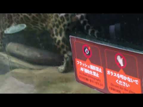 ジャガーのソルくん　那須どうぶつ王国　2026年1月12日 サムネイル