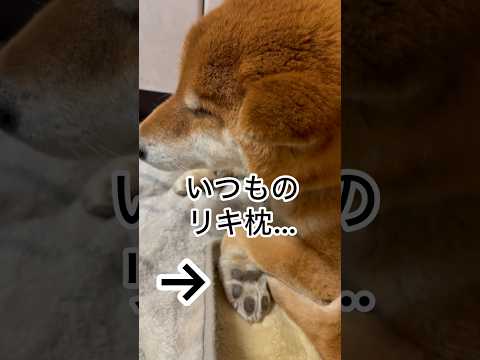 ’26.3.14 眠い力丸… 柴犬 shibainu 柴犬のいる暮らし 柴犬の日常 眠い犬 寝顔 力丸 サムネイル