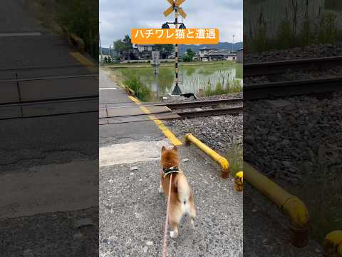 柴犬タロウ、ハチワレ猫と遭遇　柴犬 shibainu しばいぬ サムネイル
