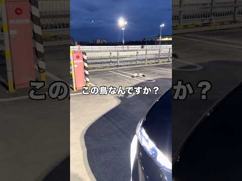 車の写真撮りに来ただけやのに、謎の鳥に出くわした･･･この鳥なんですか？ 鳥  鳥好き 鳥ライフ shorts サムネイル