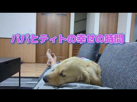 パパとティトのそれぞれの幸せ時間。ゴールデンレトリバーティト サムネイル