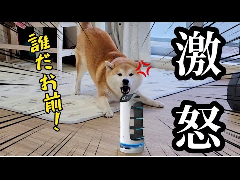 野良の配膳ロボットが我が家にやってきて、ブチギレて文句をいう柴犬【家庭用ネコ型配膳ロボット】 サムネイル