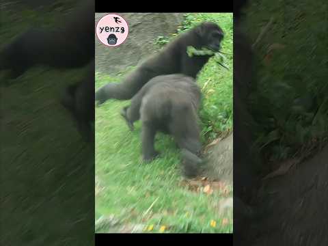 Gorilla brothers playing 😆 gorillatag taipeizoo 金剛猩猩 台北市立動物…
