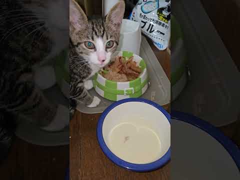 カツオブシ大好き子猫のキビたくさん食べて、大きくなあれ。 サムネイル