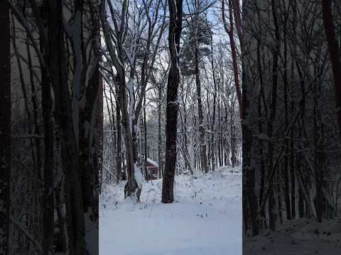 shorts 那須高原　朝の積雪　2026年1月12日 サムネイル