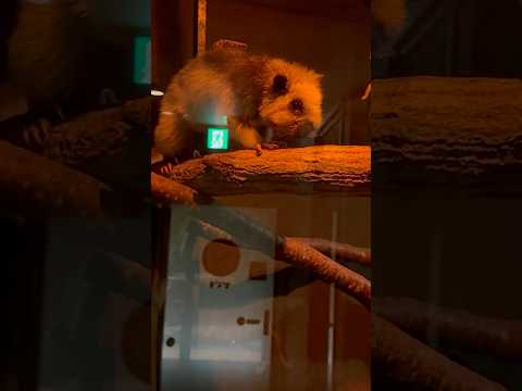 shorts ウスイロホソオクモネズミ　埼玉県こども動物自然公園にて　2026年5月30日 サムネイル