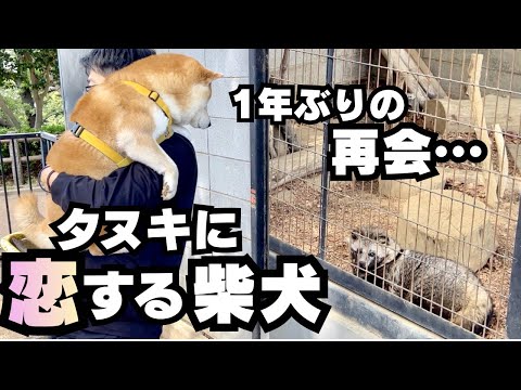 「本当に犬か？」と疑うレベルで、動物園のタヌキに恋する柴犬