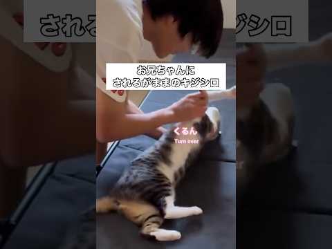 息子にされるがままに猫吸いされる港区女子猫が可愛すぎる件 キジシロ 猫吸い きじしろ ヌコ サムネイル