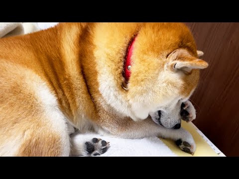 なでなでされた後、急いで顔を拭く失礼な揚げ餃子 サムネイル