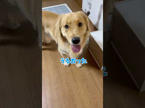 飲み水事情goldenretriever ゴールデンレトリバー サムネイル
