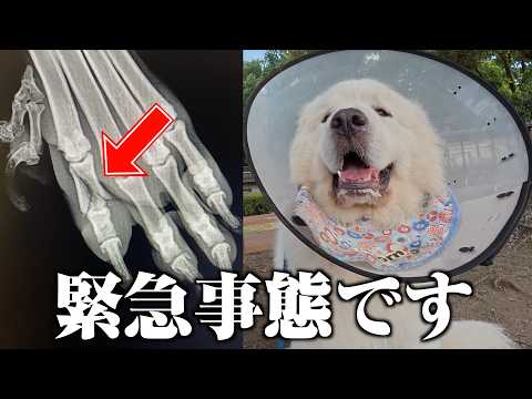 グレートピレニーズのホルン骨折しました…直後の様子