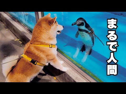 「本当に犬か？」と疑うレベルで、2歳の娘より動物園を楽しむ柴犬 サムネイル