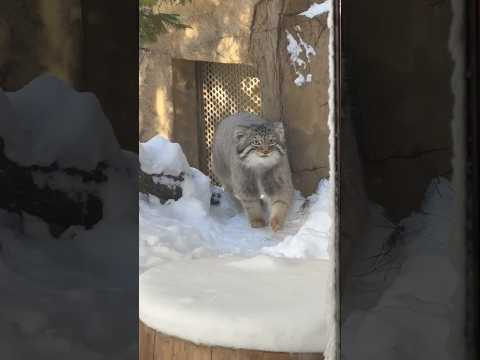 shorts 網アミ前をウロウロ！ナゴムくん　マヌルネコ　那須どうぶつ王国　2026年1月12日 サムネイル